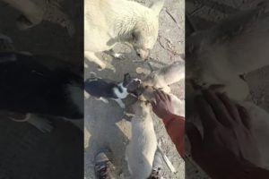 The Cute dog and her cutest puppies 😍🐕 #shorts #youtubeshorts