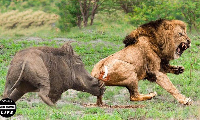 The Sly Warthog Fights Alone And Knock Down Africa's Predators | Wild Animals