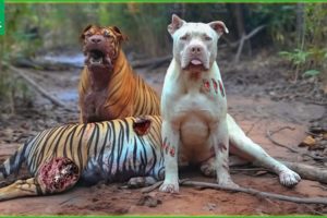 The Tragic Moment When A Tiger Accidentally Bumped Into A Domestic Dog | Animal Fight