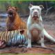 The Tragic Moment When A Tiger Accidentally Bumped Into A Domestic Dog | Animal Fight