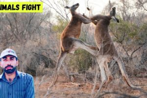 The best animals fights in the kingdom.Animal fight in jungle.Meher Mudassar Maghu.