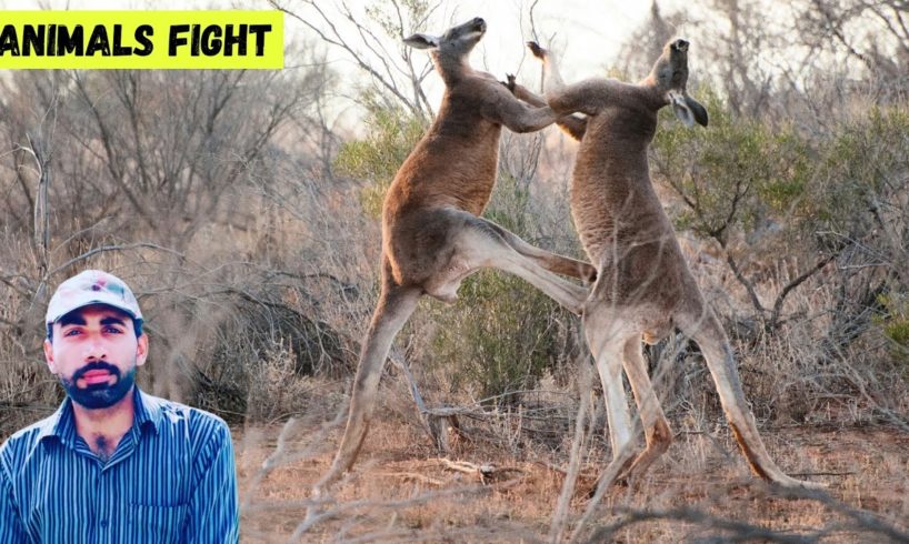 The best animals fights in the kingdom.Animal fight in jungle.Meher Mudassar Maghu.