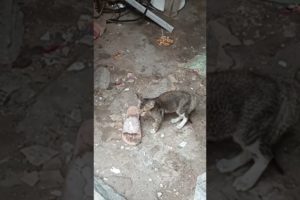 The cat came to save her babies from the dog | #trending #youtubeshorts #viralvideos