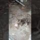 The cat came to save her babies from the dog | #trending #youtubeshorts #viralvideos