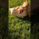 The cutest puppies playing in  grass !!Adorable 🐾