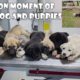 The moment of reunion of cute puppies with mother dog after only 2 hours of treatment.