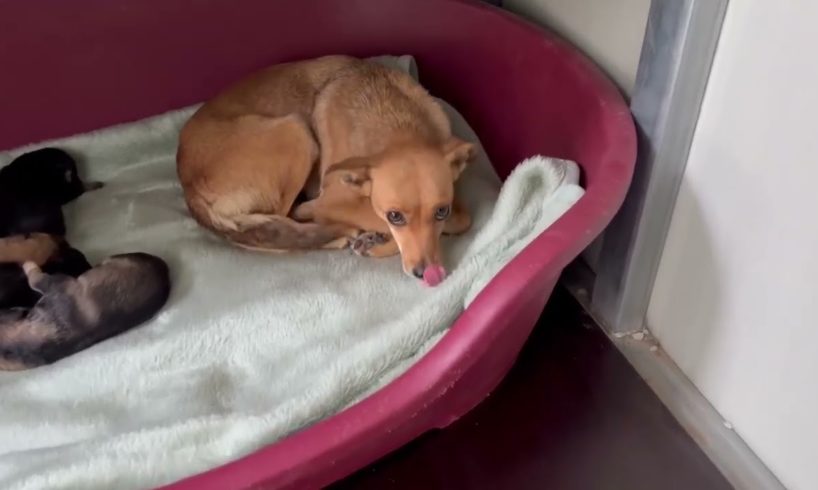 The stray mother and her 4 puppies are safe in the shelter 🥰 - Takis Shelter