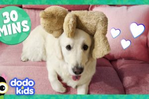 These Animals Are OBSESSED With Their Toys! | Dodo Kids | 30 Minutes Of Animal Videos