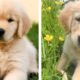 🐶 These Golden Puppies Help You Happier Everyday 😍 | Cute Puppies