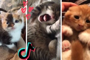 These Might be the Cutest Kittens on TikTok 😻🐱