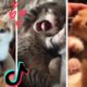 These Might be the Cutest Kittens on TikTok 😻🐱