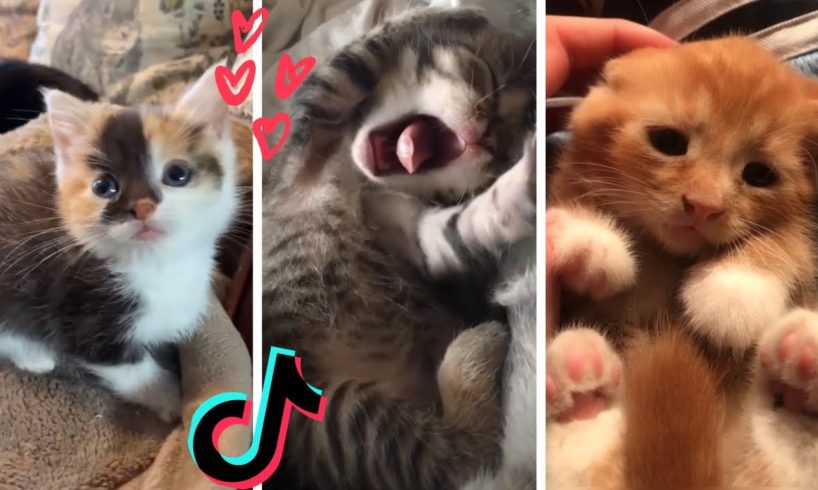These Might be the Cutest Kittens on TikTok 😻🐱