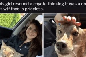 This girl rescued a coyote thinking it was a dog