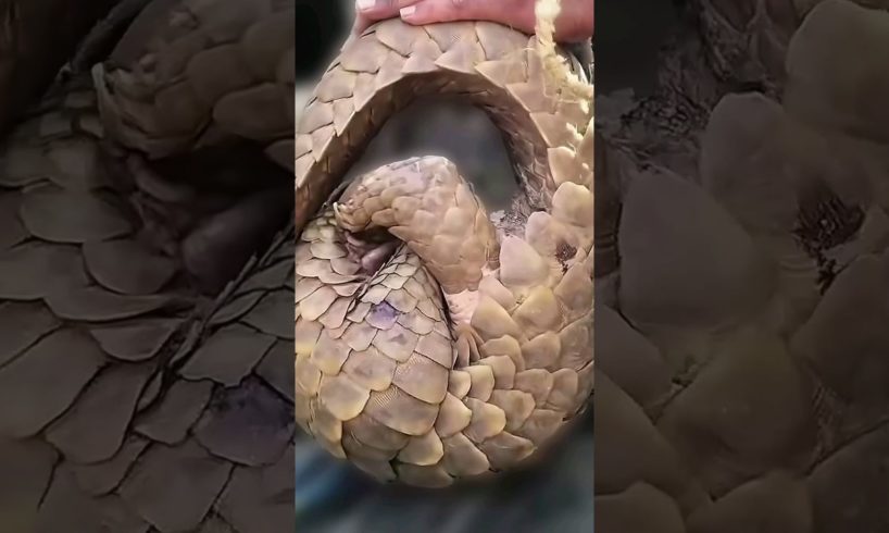 This injured pangolin is not cooperating with the rescue 😥