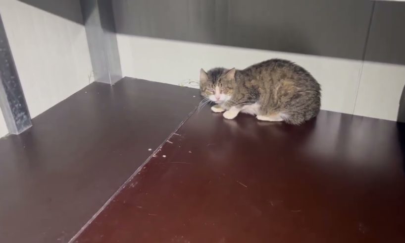 This is Hope today in her own house 🏡 She is 90 % blind - Takis Shelter