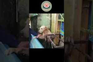 This is how the dog stuck in the flood was rescued 🐕