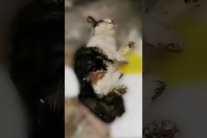 This kitty stuck to a mouse trap 😨