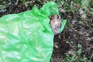 Tied up in a bag for days, the dog cried in despair with thousands of maggots on his body