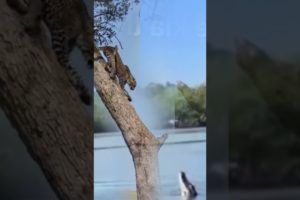 Tiger On Tree Between Wild Life Animals