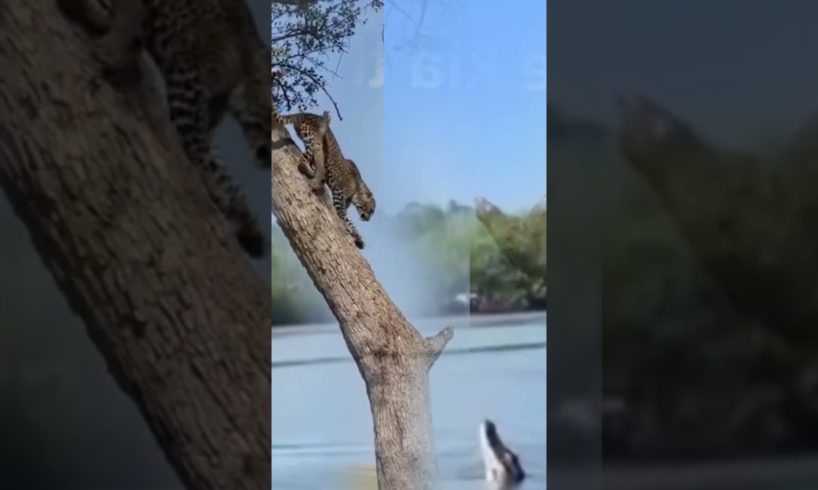 Tiger On Tree Between Wild Life Animals