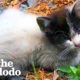 Tiny Abandoned Kitten Asks Woman For Help | The Dodo