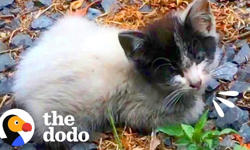 Tiny Abandoned Kitten Asks Woman For Help | The Dodo