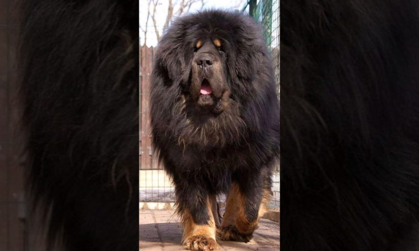 Top 10 Biggest Dog Breeds In The World #shorts