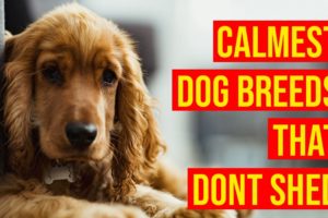 Top 10 Calmest Dog Breeds That Don't Shed Or Smell Much