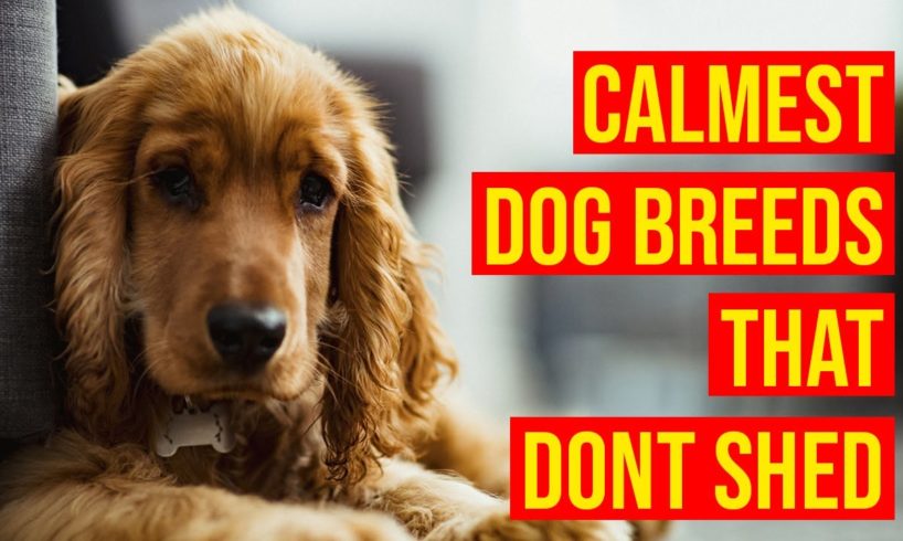 Top 10 Calmest Dog Breeds That Don't Shed Or Smell Much