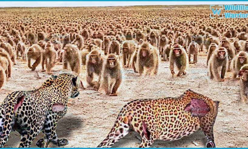 Top 30 Moments Leopards Show Their Power Fights With 100 Baboons To Avenge Cub | Animal Fights