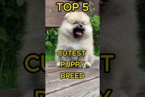 Top 5 Cutest Puppies Breed In The World ❤️ #trending #viral #shorts #puppy #cute