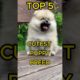 Top 5 Cutest Puppies Breed In The World ❤️ #trending #viral #shorts #puppy #cute