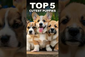 Top 5 cutest PUPPIES #cutepuppies ❤️🐶 #shorts