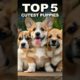 Top 5 cutest PUPPIES #cutepuppies ❤️🐶 #shorts