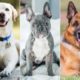 Top Dog Breeds To Pet For The Frist Time | Mridul Madhok