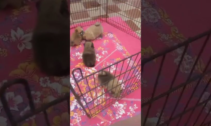 Toy Pom Cute Puppies playing 😍