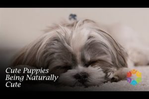 Ultimate Compilation of Cute Puppies Being Naturally Cute