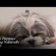 Ultimate Compilation of Cute Puppies Being Naturally Cute