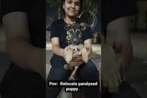 Update on paralyzed puppy | Animal Rescue | Animal Savior | Chhattisgarh Animal Savior