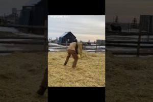 Vicious Bull chases man #cute #animals