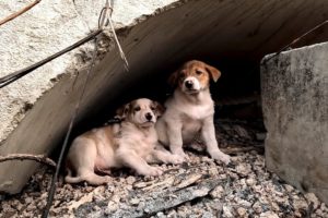 We found 2 cute puppies at the construction site, we adopted them