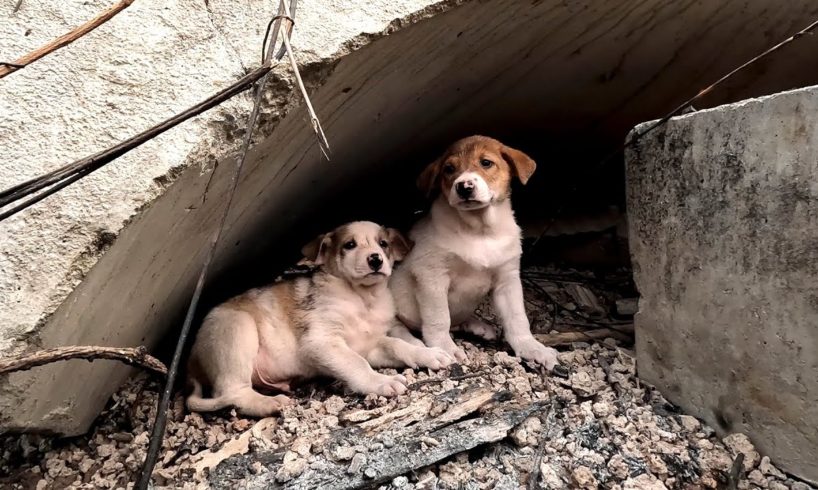 We found 2 cute puppies at the construction site, we adopted them