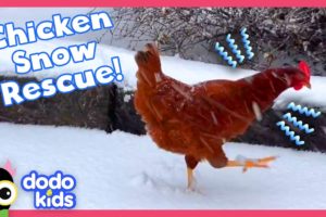 Weatherman Rescues A Chicken From A Snowstorm! | Dodo Kids | Rescued!