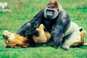 When Animals Messed With The Wrong Opponent  | Animal Fight ▶ 62