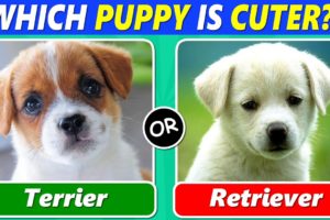 Which PUPPY is Cuter? (Ultimate Dog Lover Challenge)