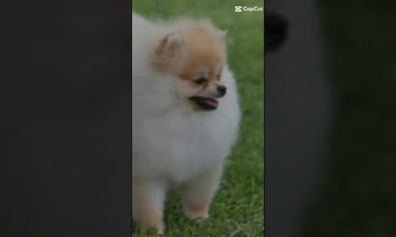Which puppy is the cutest?#cute# puppies# shorts