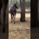Wild Animals || @Gurihanzra #viralshort #shortvideo #short