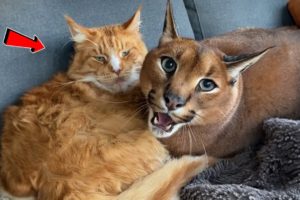 Wild Cat Turns a Lovebug In Front of His Mom and Brother