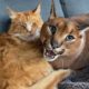 Wild Cat Turns a Lovebug In Front of His Mom and Brother