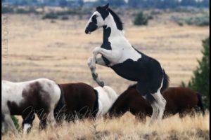 Wild Horses ...  Mustangs of Oregon